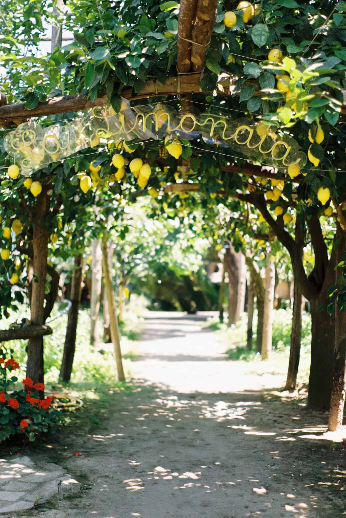 <p>COOKING CLASSES <br> IN A LEMON GROVE</p>-2